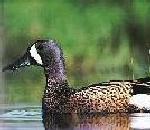 BluewingTeal.jpg