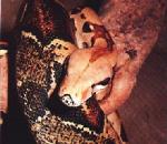 BoaConstrictor.jpg