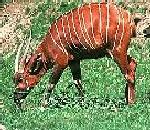 Bongo.jpg