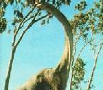 Brontosaurus.jpg