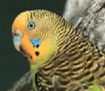 Budgerigar.jpg