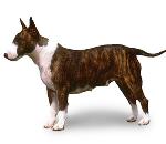 BullTerrier.jpg