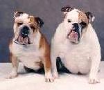 Bulldog.jpg