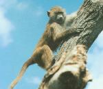 ChacmaBaboon.jpg