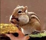 Chipmunk.jpg