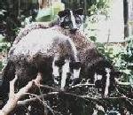 Civet.jpg