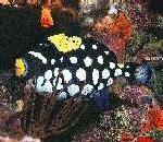 ClownTriggerFish.jpg
