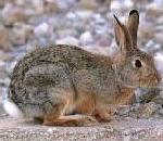 CottontailRabbit.jpg