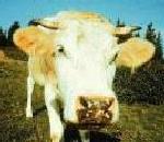 Cow.jpg