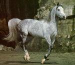 DappleGrayHorse.jpg