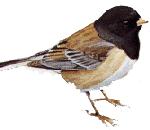 Dark-eyedJunco.jpg