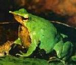 DarwinFrog.jpg