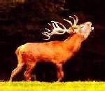 Deer.jpg
