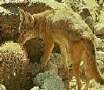 DesertFox.jpg