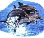 Dolphin.jpg