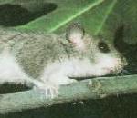 Dormouse.jpg