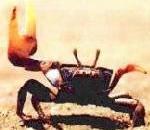 FiddlerCrab.jpg