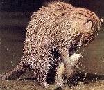 FishingCat.jpg