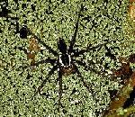 FishingSpider.jpg