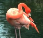 Flamingo.jpg