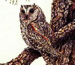 FlammulatedOwl.jpg