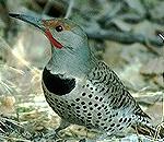 Flicker.jpg