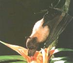 FlyingFox.jpg