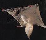 FlyingSquirrel.jpg
