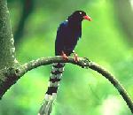 FormosanBlueMagpie.jpg