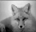 Fox.jpg