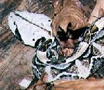 GaboonViper.jpg