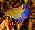 Gallinule.jpg