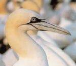 Gannet.jpg