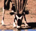 Gemsbok.jpg
