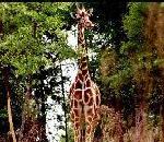 Giraffe.jpg