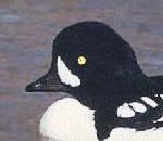 Goldeneye.jpg