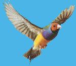 GouldianFinch.jpg