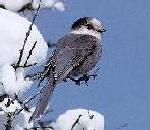 GrayJay.jpg