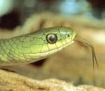 GreenSnake.jpg