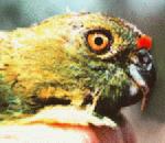 GroundParrot.jpg