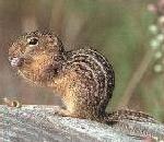 GroundSquirrel.jpg