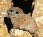 Gundi.jpg