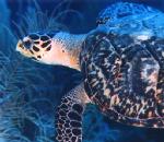 HawksbillTurtle.jpg