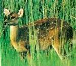 HogDeer.jpg