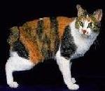 HouseCat.jpg
