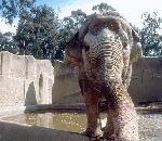 IndianElephant.jpg