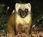 JapaneseMarten.jpg