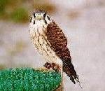 Kestrel.jpg