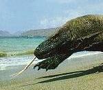 Komodo.jpg