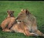 Lion.jpg